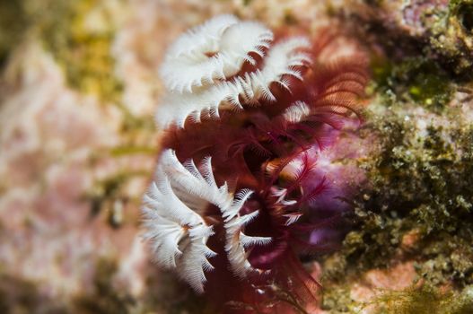 Spirobranchus giganteus commonly known as Christmas tree worms