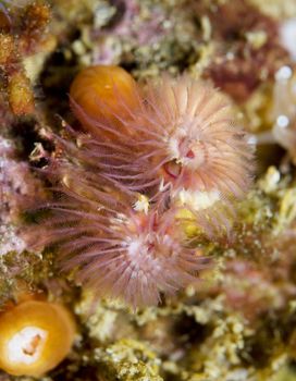 Christmas Tree worm (Spirobranchus spinosus) Come in a variety of colors and are attatched to depths of about 40ft.