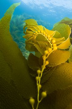 Kelp with bulbs underwater off Channel Islands in California