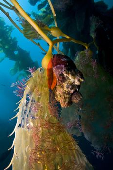 Sea Snail on Giant Kelp (Macrocystis pyrifera) frond