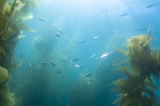 Fish in kelp reef off Catalina Island, CA