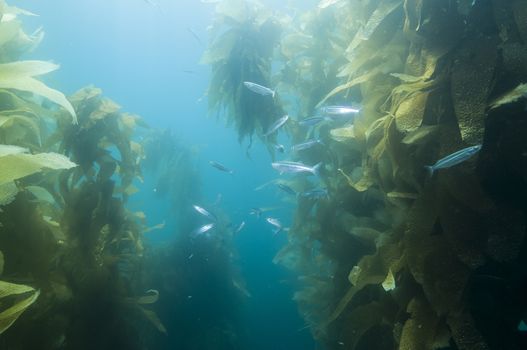 Fish in kelp reef off Catalina Island, CA