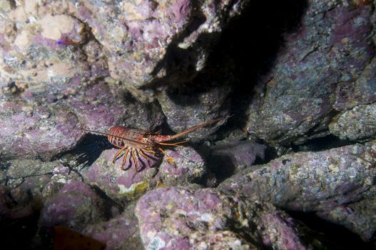 Spiny Lobster (Panulirus interruptus)