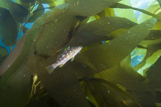 Fish among kelp fronds off Catalina Island, CA