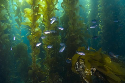 Fish in kelp reef off Catalina Island, CA