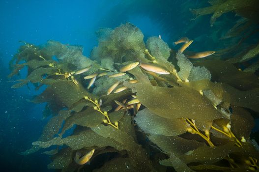Fish among kelp fronds off Catalina Island, CA