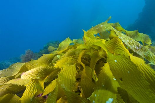 Kelp on ocean bottom off Catalina island, CA