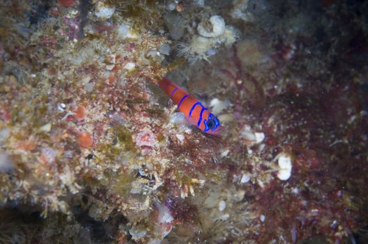 Catalina Goby aka Bluebanded Goby (Lythrypnus dalli)