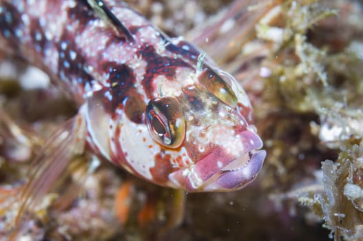 Fish close-up off Catalina island, CA