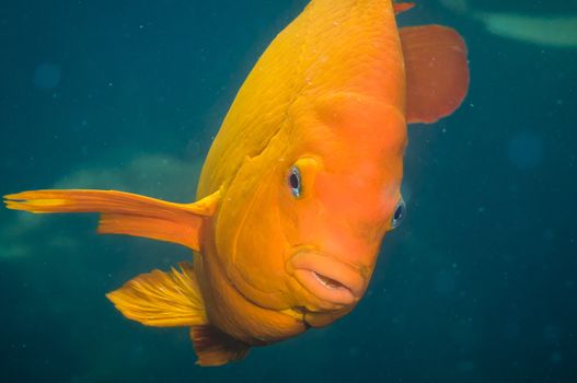 Adult Garibaldi damselfish (Hypsypops rubicundus