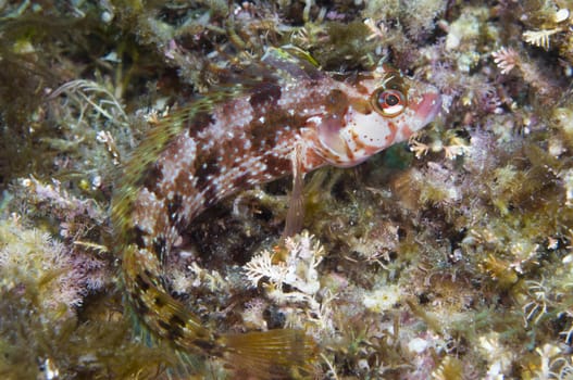 Fish camouflaged off Catalina island, CA