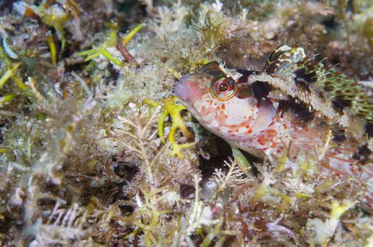 Fish camouflaged off Catalina island, CA