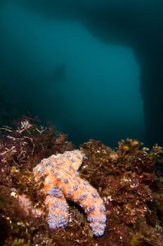 Sea star near underwater arch in California