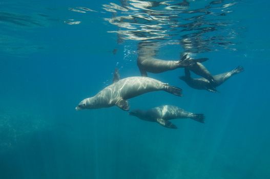 California sea lion (Zalophus californianus)