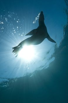 California sea lion (Zalophus californianus). Sea Lion Rookery, Santa Barbara, Channel Islands, 33°28.45 N 119°1.71 W