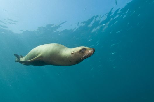 California sea lion (Zalophus californianus)