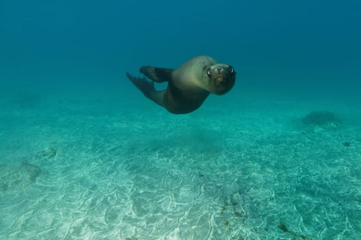 California sea lion (Zalophus californianus)