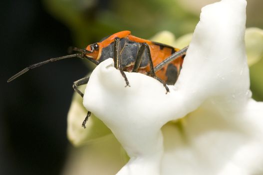 Small Milkweed Bug Lygaeus kalmii (plant bugs)