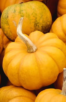 Mini pumpkin