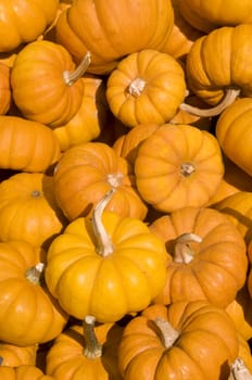 Mini pumpkins