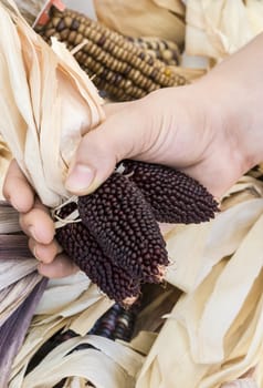 Indian Purple Corn for harvest