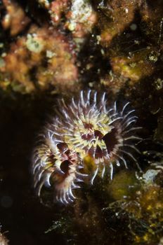 Christmas Tree worm (Spirobranchus spinosus)