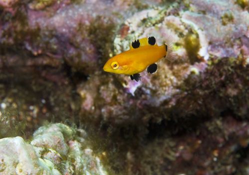 juvenile Sheephead fish