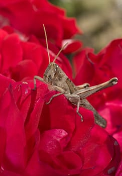 Grasshopper on garden rose
