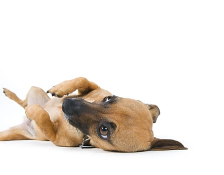 little brown dog rolling over