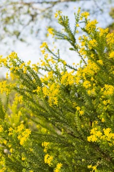 Wild growing yellow flowers