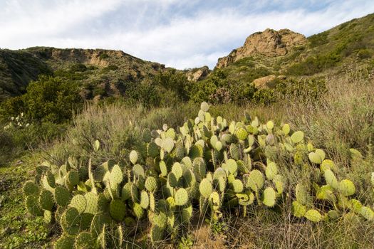 Prickly Pear Cactus (Optuntia engelmannii) along Lizard Trail, Wildwood Park, Thousand Oaks, CA