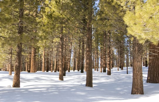 Pine trees in the snow