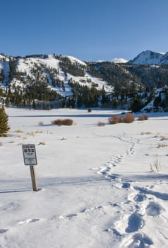 Footprints in snow tress-passing in closed area, June Lake Road, June Lake, CA