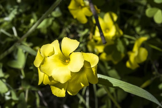 Yellow Wildflowers