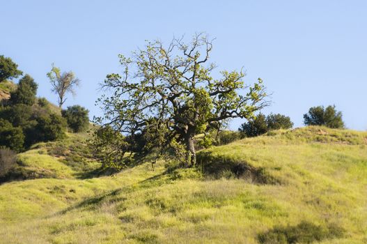 tree in Malibu Creek Sate Park, CA
