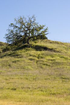 tree in Malibu Creek Sate Park, CA