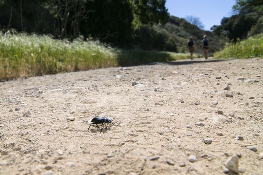 Pinacate beetle (aka Stink Beetle)