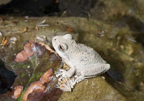 grey Californian Treefrog