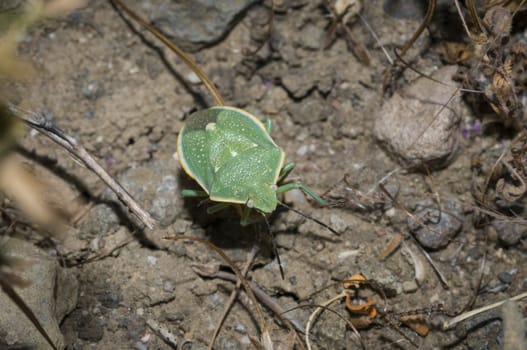 green stink bug or green soldier bug (Acrosternum hilare or Chinavia hilaris) in Camarillo, California
