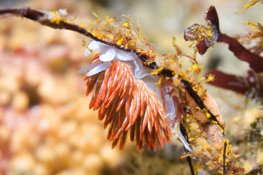 Hermissenda crassicornis  Nudibrach