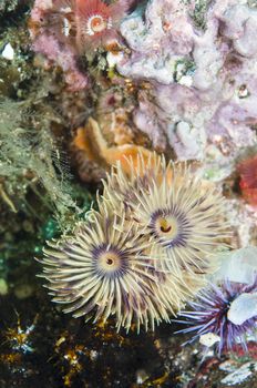 Spirobranchus giganteus commonly known as Christmas tree worms