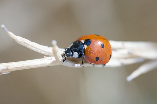 Ladybug (Coccinellidae) beetle