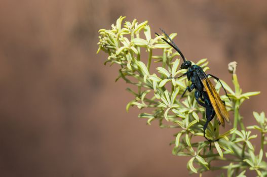 Tarantula Hawk wasp (Pepsis species) on South Kaibob Trail of Grand Canyon National Park, AZ.