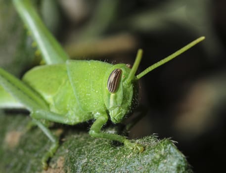 Grasshopper closeup in habitat