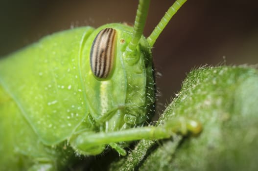 Closeup of grasshopper eye