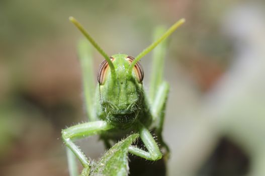 frontal view of grasshopper