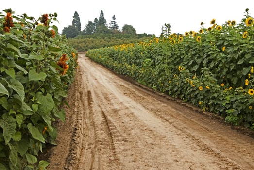 Road through sunflowers