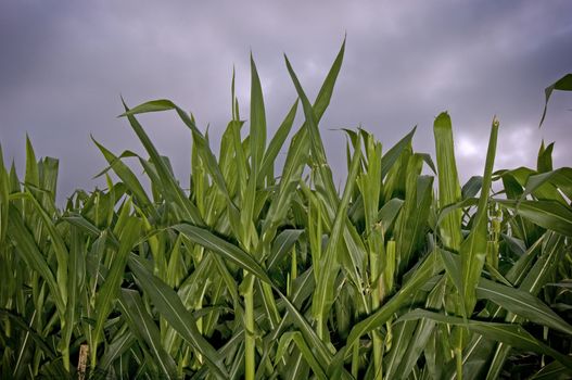 Corn stalks at dusk