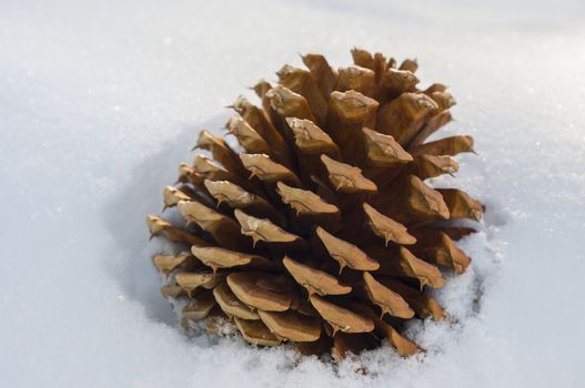 Single pine cone in the snow