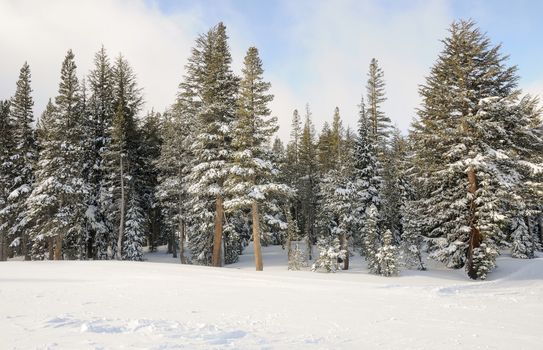 Winter Trees on Mammoth Mountain, CA.